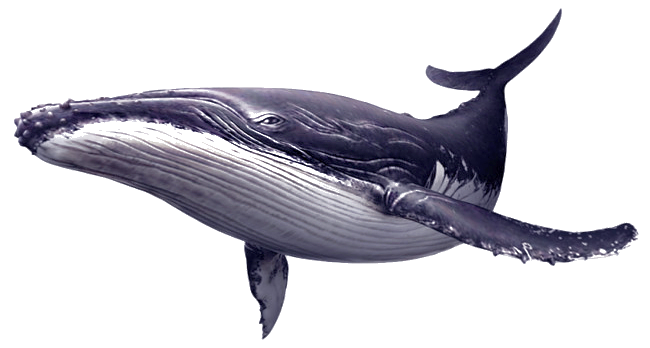 whale-graphic-7.png